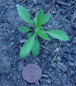 The photo is of a horseweed rosette. Seedling leaves initially develop from a basal rosette.  