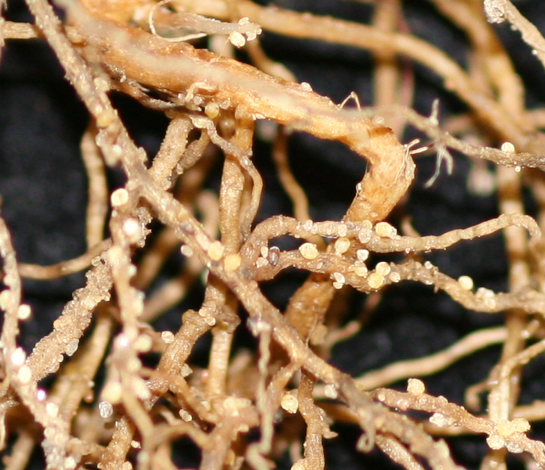 Soybean cyst nematode white females on a soybean root system.  