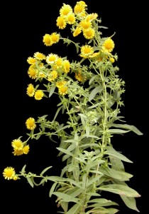 Inula plant in front of a black background.  The leaves are green and alternate.  Basal leaves are elliptical in shape, and the upper leaves are lanceolate and clasping.  