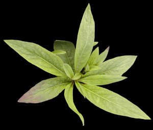 Inula plant in the rosette form