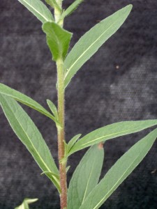 Inula stem that is erect, nearly hairless to densely pubescent.  