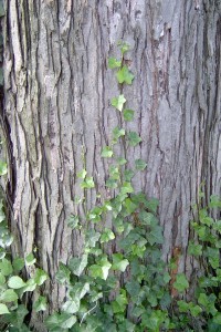 The photo is of English ivy growing up a tree. Woody vines are supported by aerial roots. 