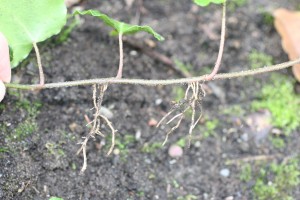 The photo is of English ivy rooting at nodes.