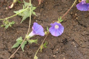 The photo is of ivyleaf moringglory flowers.  They are blue to purple with petals that are fused into a funnel shape.  