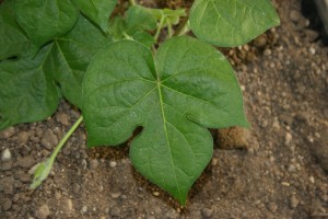 The photo is of an ivyleaf morningglory leaf.  It has 3 lobes and ivy shaped. 
