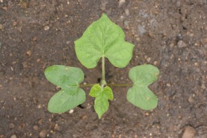 The photo is of an ivyleaf morningglory seedling.  The cotyledons are butterfly-shaped and usually narrower at the base.  