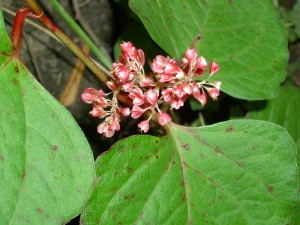 Japanese knotweed flowers that are small, white to pink, and borne in elongated clusters.