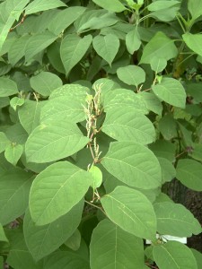 Japanese knotweed foliage with alternate heart shaped leaves.