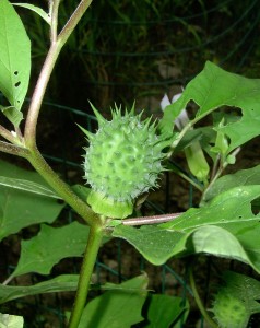 The photo is of a jimsonweed plant that has a green spiny fruit.