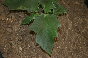 Jimsonweed leaf with large, coarsely and unevenly toothed margins.