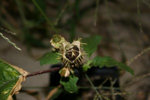 Jimsonweed mature capsule opening to show numerous dark colored kidney shaped seeds.
