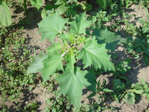Jimsonweed plant with alternate leaves that have large, coarsely and unevenly toothed margins. 