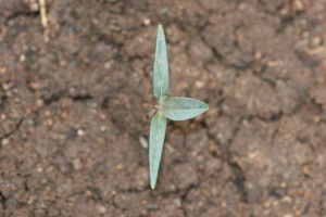 Jimsonweed seedling with long and narrow cotyledons.  