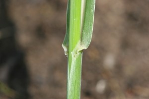 The photo is of the johnsongrass ligule.  It is membranous and very prominent.