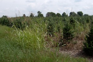 The photo is of a patch of johnsongrass growing along planting of Christmas trees.  
