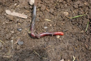 The photo is of a johnsongrass purple rhizome..  
