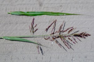 The photo is of a johnsongrass leaf blade alongside a purple seedhead.  