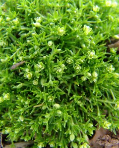 Knawel flowers that are spiney, green, and are formed in clusters in the leaf axils.  