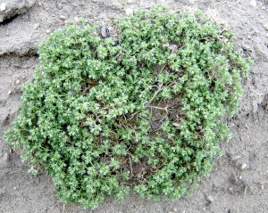 The image is of a knawel plant with very narrow, linear leaves and green-to-whitish flowers clustered in the leaf axils.  