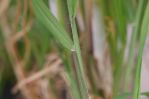 The photo is of a large crabgrass ligule that is jagged and membranous. 