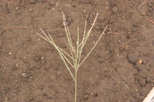 The photo is of a large crabgrass seedhead that is a terminal panicle. It consists of a few to several slender, fingerlike branches arranged in a whorl.