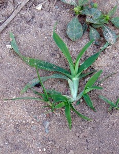 The photo is of a large crabgrass seedling with green leaves.  