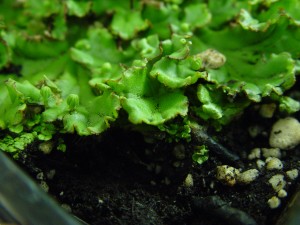 The image is a close up of liverwort foliage.  The foliage is thick, dull green, and ribbonlike.  The margins are lobed to forked. 