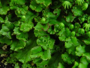 The photo is a close up of liverwort foliage with crescent-shaped cups. There are also palm-treelike structures that release spores.  