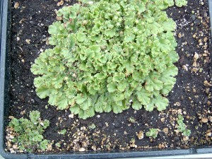 The image is of liverworts.  These are mat-forming, annual spore-producing plants. 