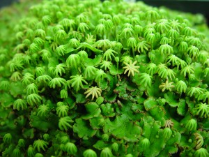The image is a close up of the spore stalks that resemble palm trees.  
