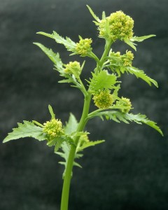 The image is of a marsh yellowcress stem with flowers at the top.  The flowers are small, light yellow, and have four petals that are found in terminal clusters.  