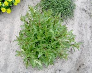The image is of a marsh yellowcress plant.  The leaves are green with deep lobes.  