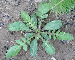 The image is of a young marsh yellowcress basal rosette.