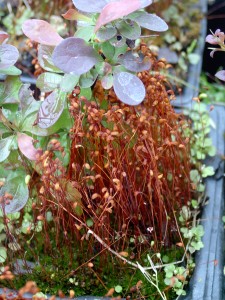 Th image is of moss leafless stalks that release spores from capsules. 
