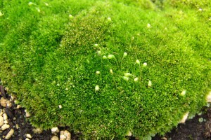 It image is of a clump of green moss growing on the soil.  