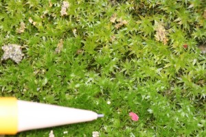 The image is of moss foliage close up.  The leaves are spirally arranged.  They are very small and awl-shaped.  They lack petioles. 