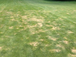 Nematode feeding damage on a fairway in Michigan.  The photo shows areas of dead or dying turfgrass.