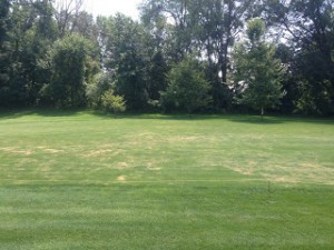 Nematode damage on a fairway showing patchy areas of brown grass. 