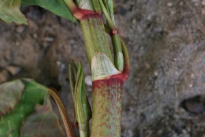 The photo shows the membranous sheath called an ocrea surrounds the stem at the base of each petiole.