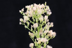The photo is of a horseweed flowerhead.  The white flowers are in numerous clusters.  