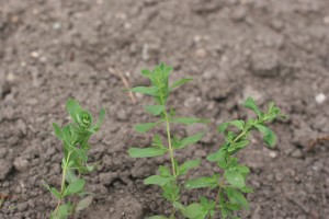 Opposite leaves of Common St. Johnswort.  The leaves are green, elliptic-oblong to linear.