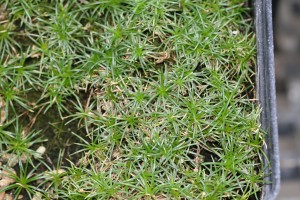 The image is of small knawel plants with very narrow linear leaves.