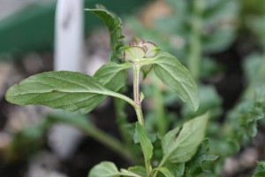 The photo is of the stem of a healall plant.  The stems are square in cross section and prostrate.