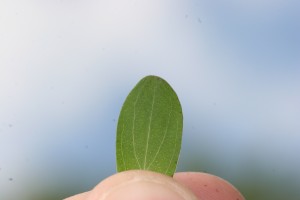 The photo is of a single leaf of common St. Johnswort.  The leaf is oblong with a rounded tip.  You can see the leaf is dotted with numerous transparent translucent glands.