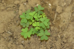 Yellow woodsorrel &acirc;&euro;&ldquo; Oxalis stricta
