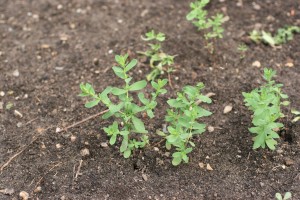 The photo is of young common St. Johnswort plants.