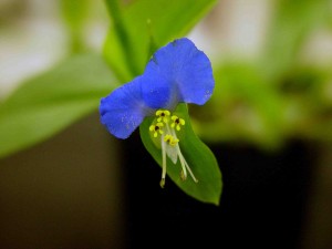 Asiatic (common) dayflower plant with a bright blue flower.
