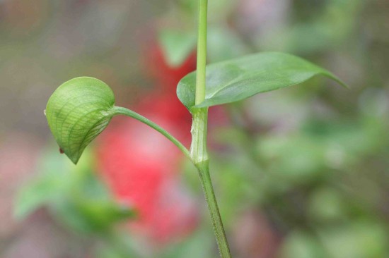 Asiatic (common) dayflower plant showing the basal sheath