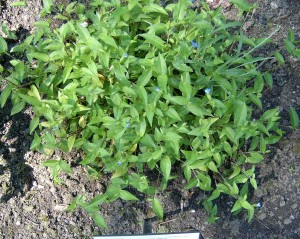 Asiatic (common) dayflower plant growing in a clump with a few blue flowers. 