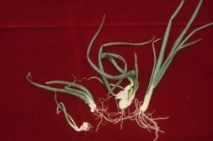 Onions with stem nematode infested bulbs.  The onion leaves and bulbs are deformed.